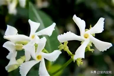 风车茉莉花期半年，风车茉莉花期多少天？