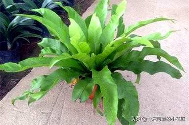 你知道鸟巢蕨花语是什么吗？鸟巢蕨花语是什么意思？