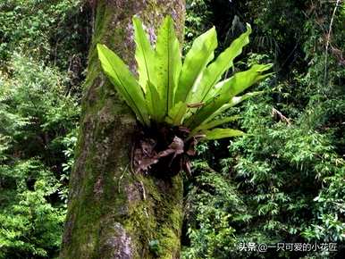你知道鸟巢蕨花语是什么吗？鸟巢蕨花语是什么意思？