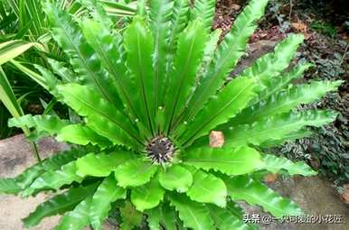 你知道鸟巢蕨花语是什么吗？鸟巢蕨花语是什么意思？