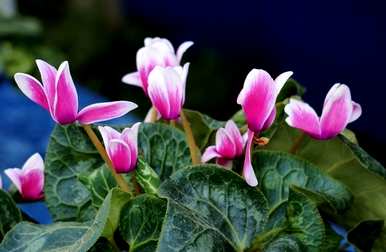 仙客来开花时如何施肥，仙客来一般养几年开花