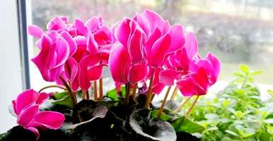 仙客来开花时如何施肥，仙客来一般养几年开花