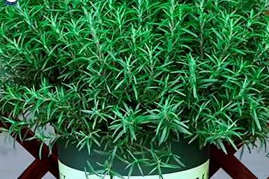 适合室内养殖的驱蚊植物有哪些好的无毒植物？