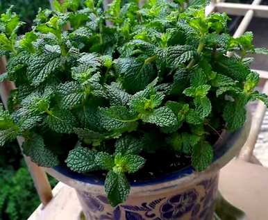 适合室内养殖的驱蚊植物有哪些好的无毒植物？
