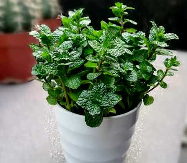适合室内养殖的驱蚊植物有哪些好的无毒植物？
