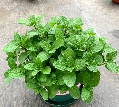 适合室内养殖的驱蚊植物有哪些好的无毒植物？