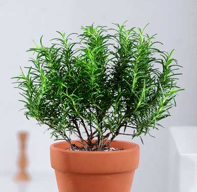 适合室内养殖的驱蚊植物有哪些好的无毒植物？