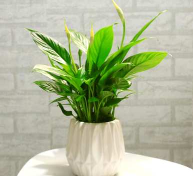 一帆风顺的绿植叶子发黄怎么办？一帆风顺的花叶发黄怎么办？