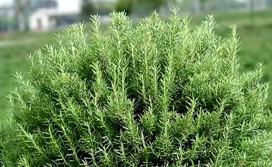 适合室内养殖的驱蚊植物有哪些好的无毒植物？
