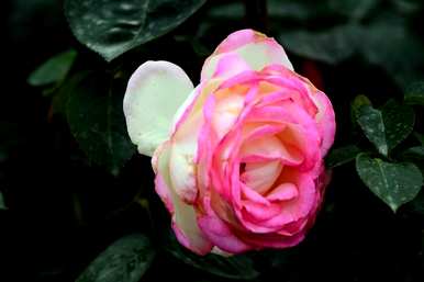 什么是23朵玫瑰花语，什么是玫瑰花语