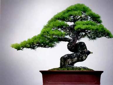 黑松盆景的养护方法，黑松盆景的养护方法