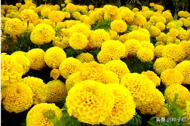 如何种植万寿菊，如何种植芳香万寿菊