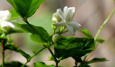茉莉花语是什么意思？茉莉花语是什么？