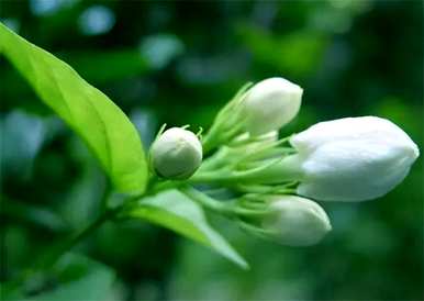 茉莉花语是什么意思？茉莉花语是什么？
