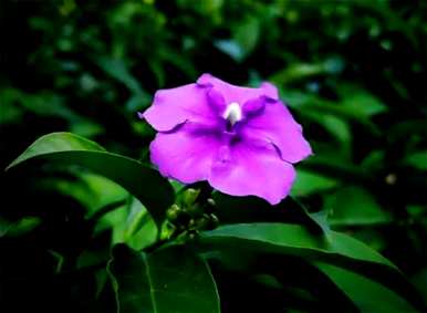 茉莉花语是什么意思？茉莉花语是什么？