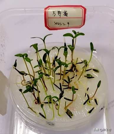 如何种植万寿菊，如何种植芳香万寿菊