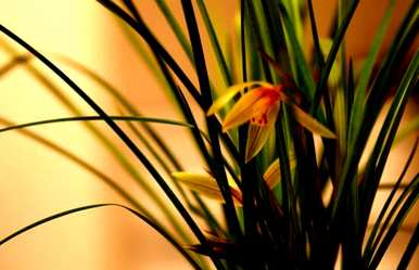 兰花的花语、寓意和象征是什么？兰花花语的象征和寓意是什么？
