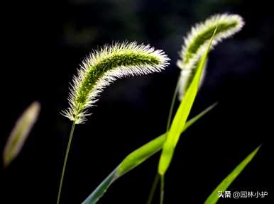 暗恋和守护的花有哪些，暗恋和守护的花有哪些？