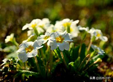 暗恋和守护的花有哪些，暗恋和守护的花有哪些？