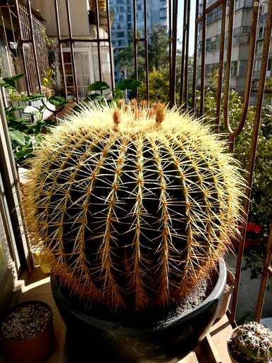 植物园里的仙人掌种类和仙人掌种类有哪些？