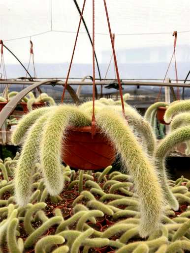 植物园里的仙人掌种类和仙人掌种类有哪些？