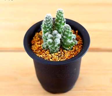 植物园里的仙人掌种类和仙人掌种类有哪些？