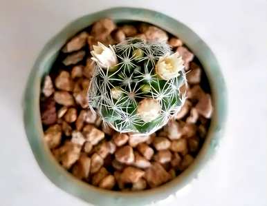 植物园里的仙人掌种类和仙人掌种类有哪些？