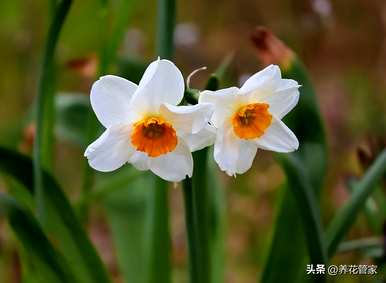 水仙花是什么颜色，水仙花是什么颜色