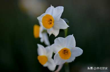水仙花是什么颜色，水仙花是什么颜色