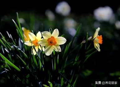 水仙花是什么颜色，水仙花是什么颜色
