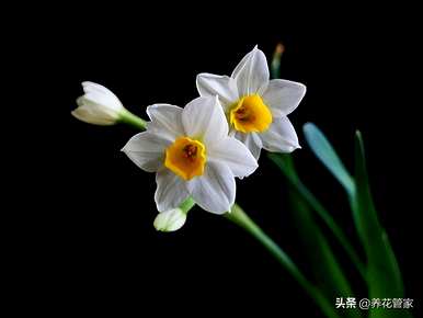 水仙花是什么颜色，水仙花是什么颜色