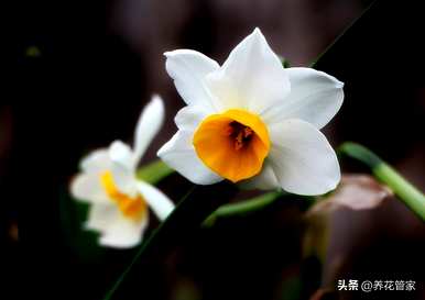 水仙花是什么颜色，水仙花是什么颜色