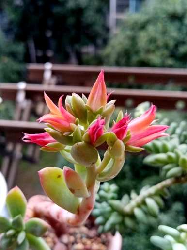 多肉开花意味着什么？多肉开花意味着什么？