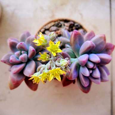 多肉开花意味着什么？多肉开花意味着什么？