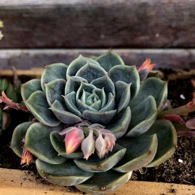 多肉开花意味着什么？多肉开花意味着什么？