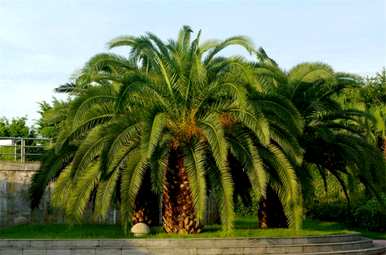 苏铁的植物学特征和生物学特征是什么？苏铁的植物群是什么？