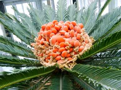 苏铁的植物学特征和生物学特征是什么？苏铁的植物群是什么？