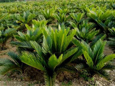 苏铁的植物学特征和生物学特征是什么？苏铁的植物群是什么？
