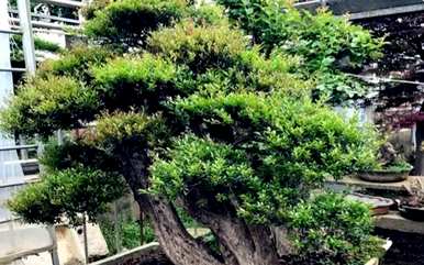如何养红楠盆景，如何养好红楠盆景？