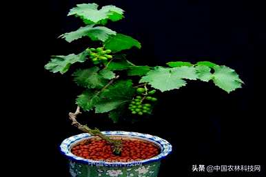 盆栽葡萄种植多少盆，如何种植盆栽葡萄？