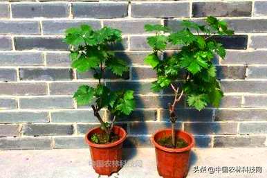 盆栽葡萄种植多少盆，如何种植盆栽葡萄？