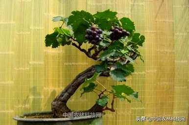 盆栽葡萄种植多少盆，如何种植盆栽葡萄？