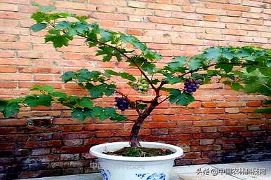 盆栽葡萄种植多少盆，如何种植盆栽葡萄？
