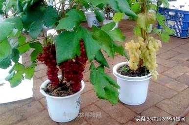 盆栽葡萄种植多少盆，如何种植盆栽葡萄？