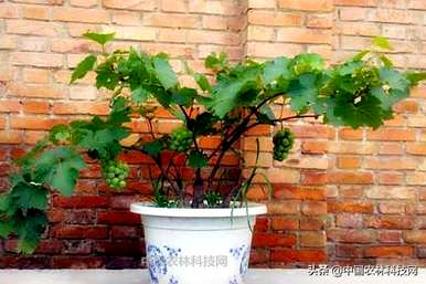 盆栽葡萄种植多少盆，如何种植盆栽葡萄？
