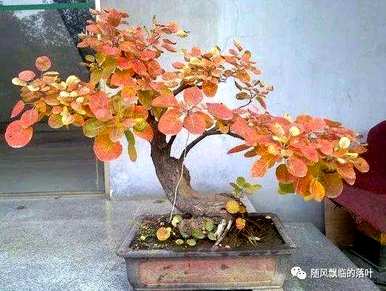 如何种植黄鱼盆景，侧柏黄鱼种植基地