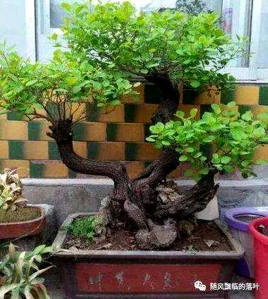 如何种植黄鱼盆景，侧柏黄鱼种植基地