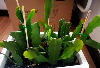 虎皮令箭荷花养殖方法，令箭荷花养殖的绝招是什么？