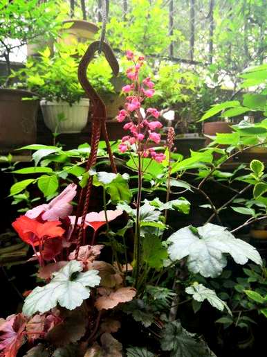 什么是不怕冻的花，什么是花期长不怕冻的花