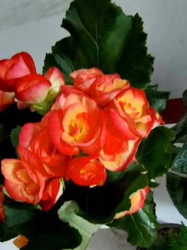 什么是不怕冻的花，什么是花期长不怕冻的花